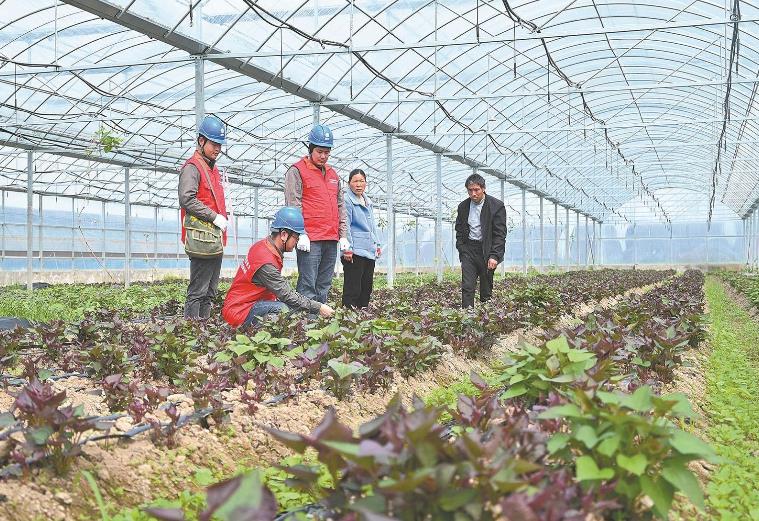 河南息縣：供電服務(wù)貼心，種植紅薯有信心”